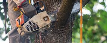 Best Tree Health Inspection  in Florence, AL